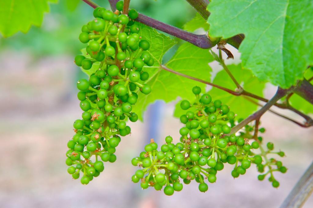 Hotel Weingut Bastian Brauneberg Esterno foto